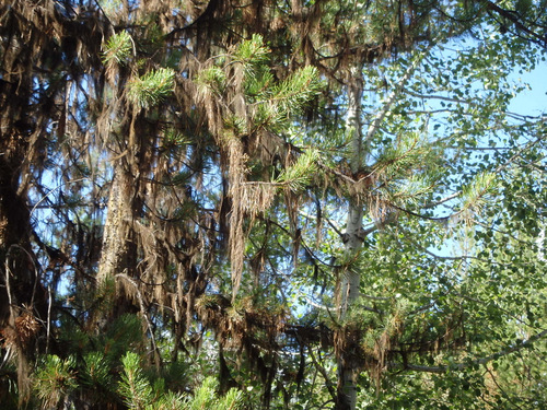 GDMBR: Horse Hair Moss will NOT GROW on live needles.